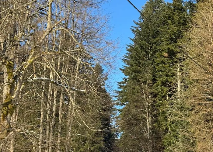 Na Swierkowym Strychu